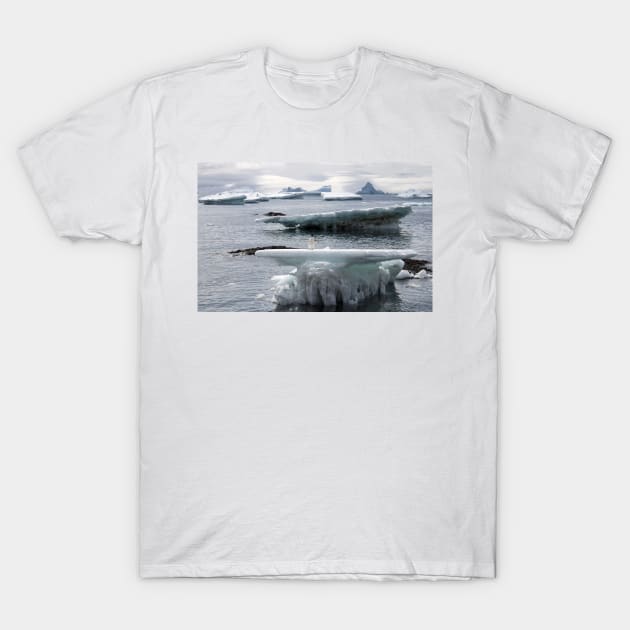 Adelie penguin at Brown Bluff T-Shirt by HazelWright